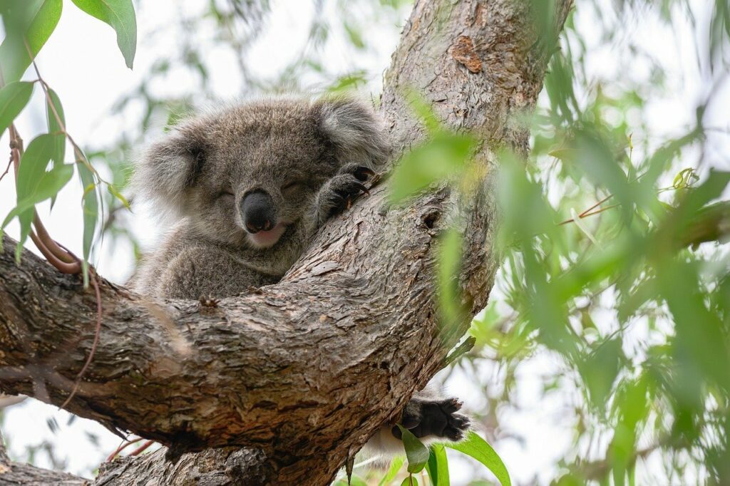 Koala schläft auf einem Ast eines Eukalyptusbaums